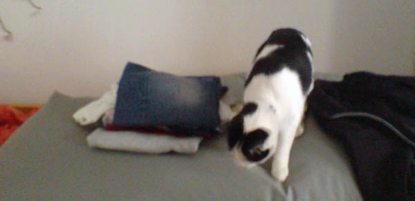 Katzenbesuch