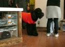 riesen Puddel riesig albern