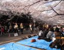 hanami