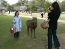 Reh und Kind im Nara Park