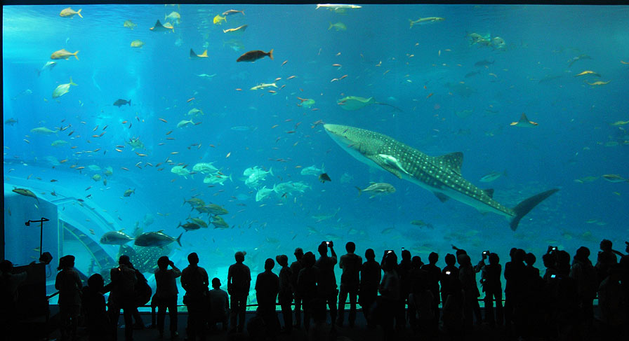 aquarium gross