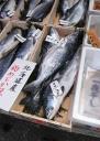 tote fische